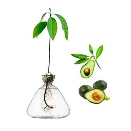 YWNYT Avocado Seed Starter Vase, Avocado Seed Sprout Starter Avocado Vase Pot for Growing Planter, Avocado Tree Growing Kit Glass Vases Seed Plan