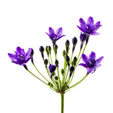 30 x Triteleia 'Fabiola' (Bulbs) (Free UK Postage)