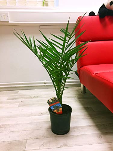 1 Phoenix Canariensis Canary Island Date Palm Tree in Pot Indoor Outdoor Plant - 50-60cm Tall