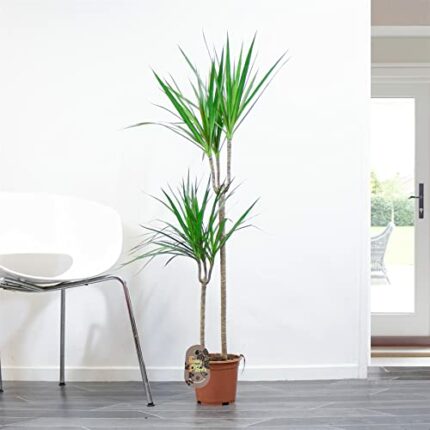 1 Large Double Dragon Tree Dracaena Marginata 110cm Tall in Pot Madagascar Plants