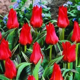25 x Red Riding Hood Rockery Tulip Bulbs