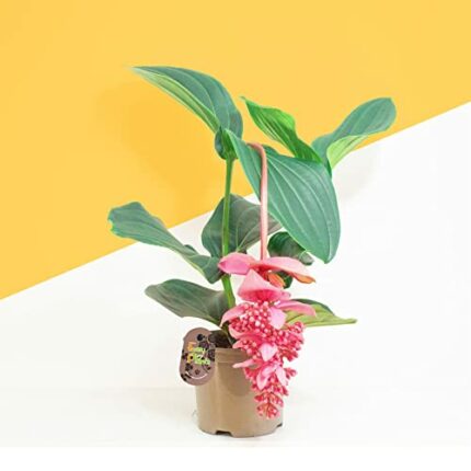 1 Medinilla Rose Grape Showy Medinilla Magnifica Candy Piccolini in 14cm Grower Pot
