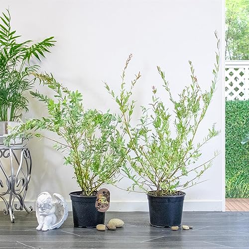 2X 2.5ft Bush Shape Salix Integra Flamingo Plant Tree in 19cm Pot, 75-80cm Japanese Garden Outdoor Tree