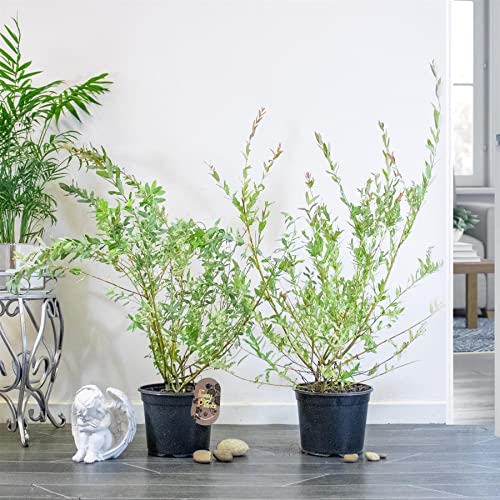 2X 2.5ft Bush Shape Salix Integra Flamingo Plant Tree in 19cm Pot, 75-80cm Japanese Garden Outdoor Tree