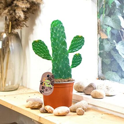 1 Opuntia monacantha Prickly Pear Succulent House Plant Evergreen in Pot