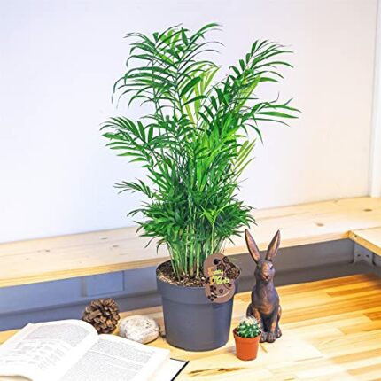 1 Large Parlour Palm Elegans