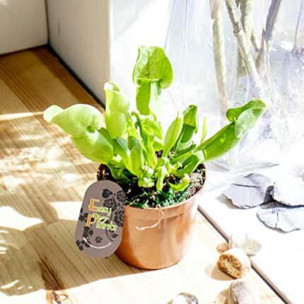 1 Decoration Lovely Carnivorous Green Pitcher Plant in Pot, an Ideal Plant Gift