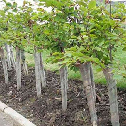 100 x Spiral Tree Guards 60cm - (a315)