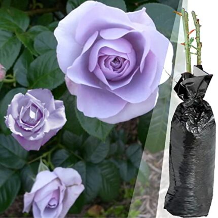 1 Fragrant Rosa Blue Moon Purple Bush Rose Bare Rooted Plant for Brighten Garden Outdoor Landscape Shrub Border Walkway Vertical Hedge Lavender B