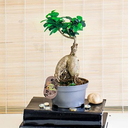 1 Ficus Ginseng Indoor Tree in 12cm Pot Live Garden House Office Home Plant Decorative Chinese Bonsai Microcarpa Buddha