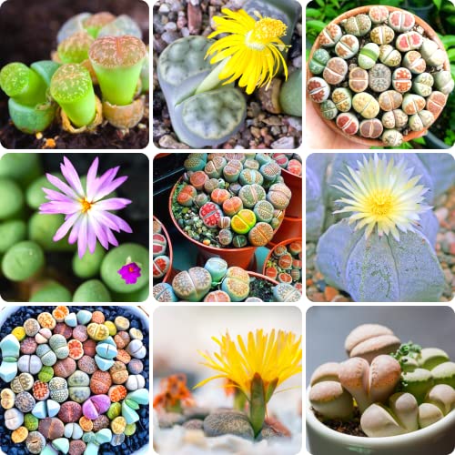 20 Lithops Live Plants 0.4 Inc, Mixed Lithops Living Stones Succulents Planting Ornament Flower Pot Planting Garden Gift