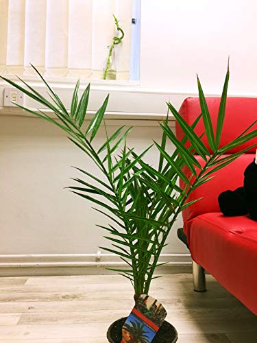 1 Phoenix Canariensis Canary Island Date Palm Tree in Pot Indoor Outdoor Plant - 50-60cm Tall