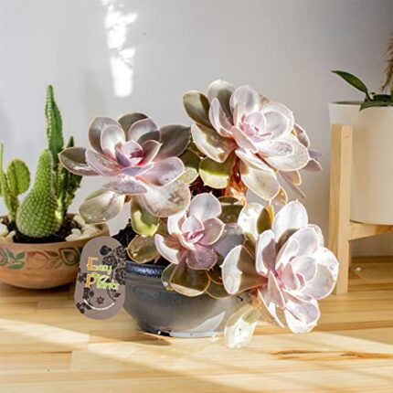 1 Echeveria Purple Pearl Beautiful Succulent Plant Evergreen in 16cm Pot Outdoor