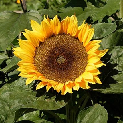 10 Sunflower Dwarf Sunspot Seeds - Helianthus Annuus - 10 Seeds