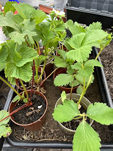 10 Strawberry Plants (Strawberry)