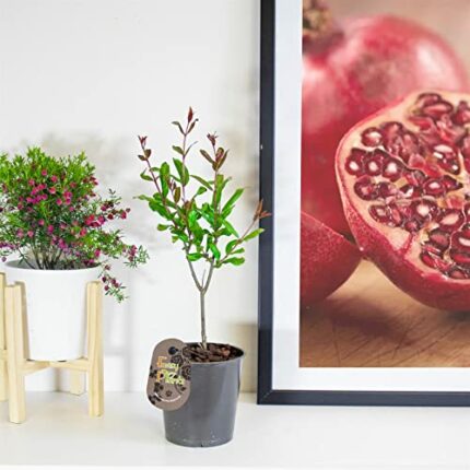 1 Juicy Pomegranate Fruit Tree Outdoor Fruit Garden Plant in 12cm Pot