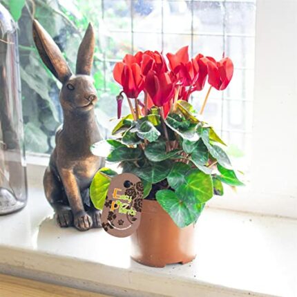 1 Cyclamen Autumn & Winter Wonderland Colourful Flowering in 9cm Pot Mix Color Red White Pink Purple