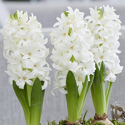 3 Prepared Fragrant Garden Bedding White Pearl Hyacinth Corm Perennial plants-16/17cm Flower Bulb - Summer Autumn Gardening